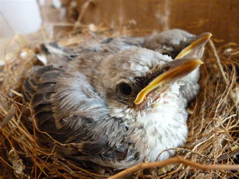 迷信例子 鳥來築巢代表什麼